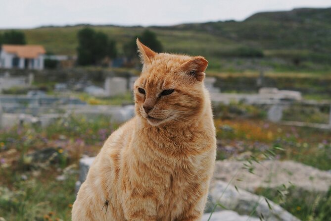 4Hours Mykonos Adventure Walk in Town & Minivan Countryside Tour - Guides, photo stops, and the lighthouse add-on you might see