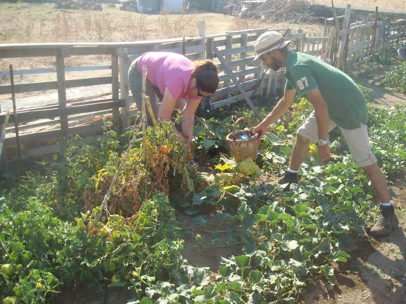 From Mykonos: Ano Mera Farm Tour - Getting From Mykonos Town to the Ano Mera Farming World