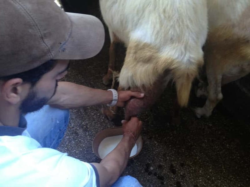 From Mykonos: Ano Mera Farm Tour - FAQ