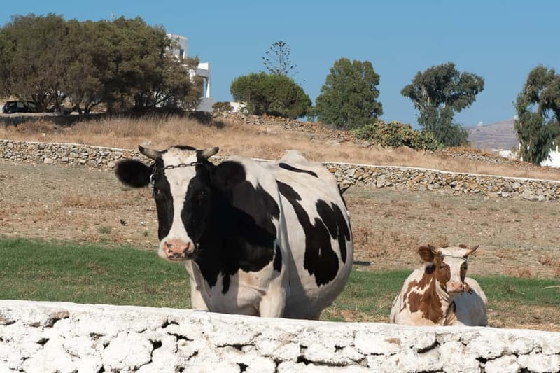 From Mykonos: Ano Mera Farm Tour - Meeting the Farm Superintendent and Learning How It Works