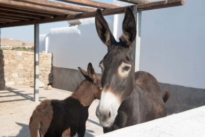 From Mykonos: Ano Mera Farm Tour - Raki, History, and the Taste of Mykonian Simplicity