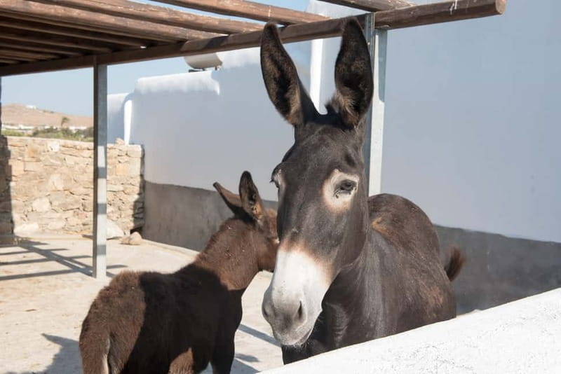 From Mykonos: Ano Mera Farm Tour - Raki, History, and the Taste of Mykonian Simplicity