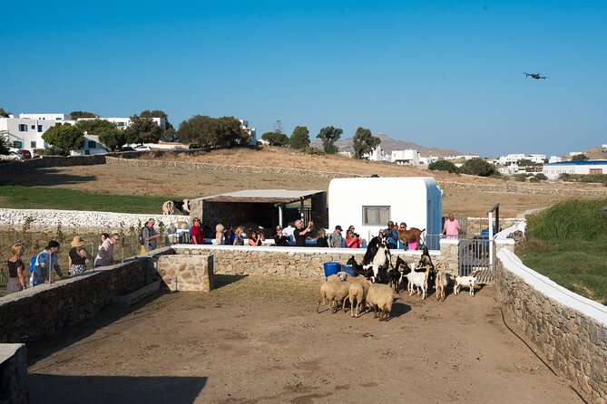 Mykonian Farm Experience - Key moments that make this farm visit work