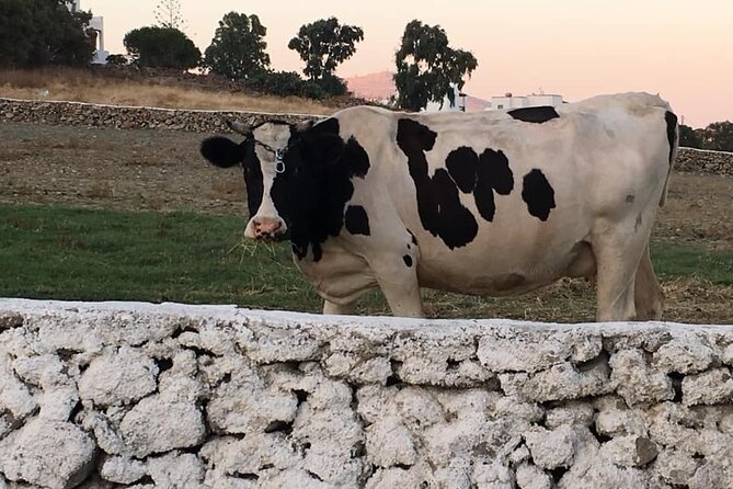 Mykonian Farm Experience - Small group size (max 20): why it feels personal