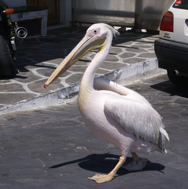 Mykonos town - Private walking tour - Price and Value: $223 for Up to 5 People