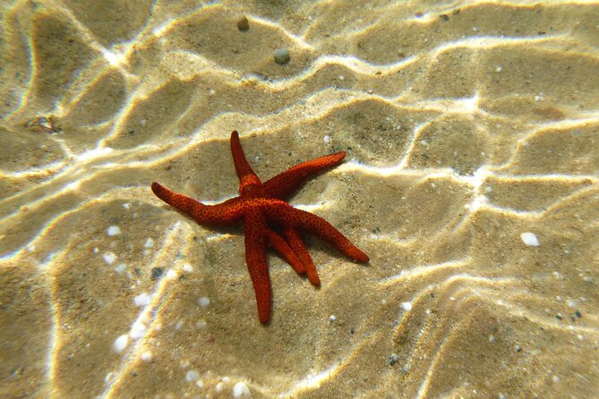 Private 1-Hour Guided Snorkeling Adventure with Go Pro Pictures - Panormos Beach, the protected bay that sets the tone