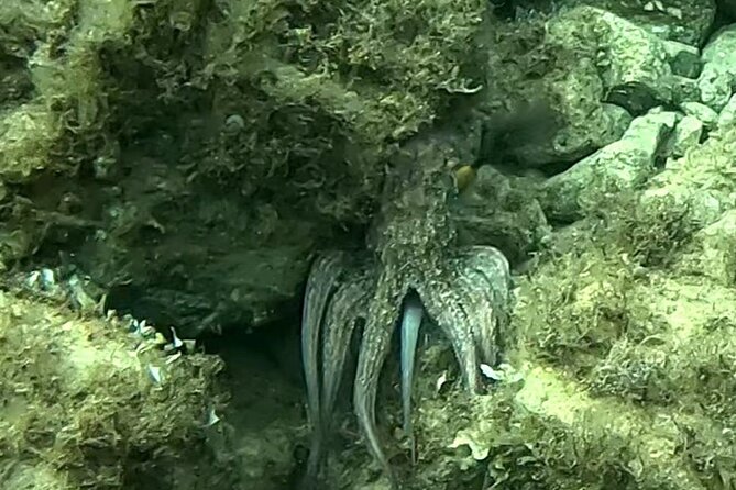 Private 1-Hour Guided Snorkeling Adventure with Go Pro Pictures - Who should book this, and who might want a longer plan