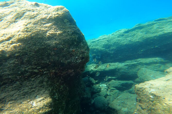 Private 1-Hour Guided Snorkeling Adventure with Go Pro Pictures - What you’ll actually look for: fish and Posidonia seagrass meadows