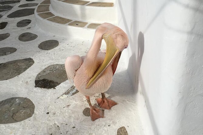 Private Tour: 4 Hours Mykonos Island Tour - Like a Local - Ftelia and a private church stop (if open)