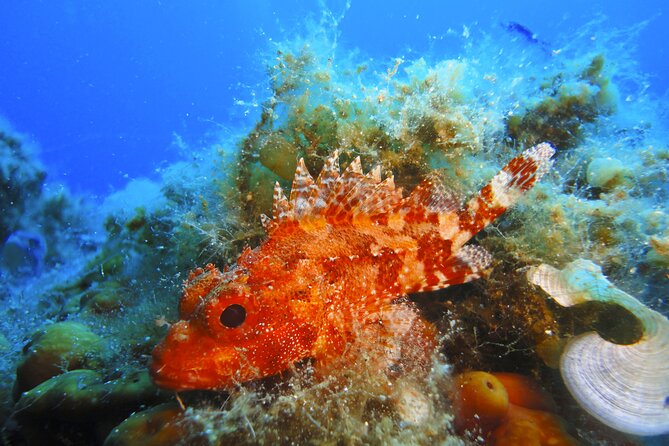 Qualified Diver 1 Tank Dive in Mykonos - Shore Entry vs Boat Option: What to Do If Wind Changes Everything