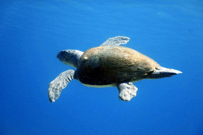 Qualified Diver 1 Tank Dive in Mykonos - The Mykonos Value Question: Why $178.61 Can Make Sense