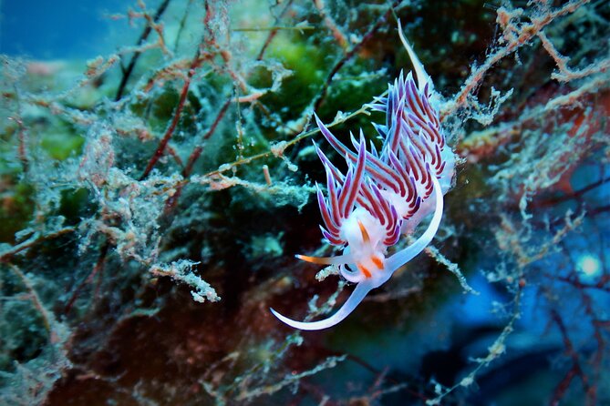 Snorkeling Adventure Trip - Where you meet and how the session starts