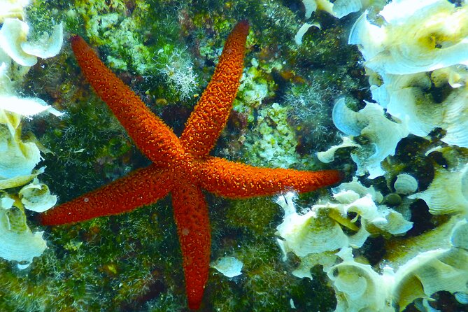 Snorkeling Adventure Trip - What the itinerary feels like on the ground