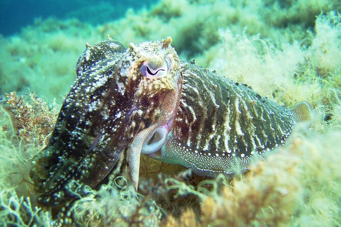 Snorkeling Adventure Trip - Price value: what $119.48 buys you here
